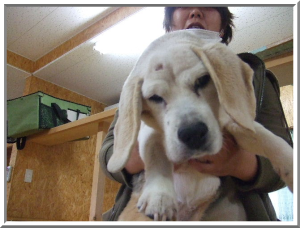 老犬18才の旅立ち 千葉 東京エリアの老犬介護施設 老犬ホーム 花園牧場